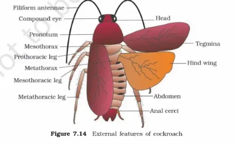 External anatomy of a cockroach showing filiform antennae, compound eye, tegmina, and thoracic legs