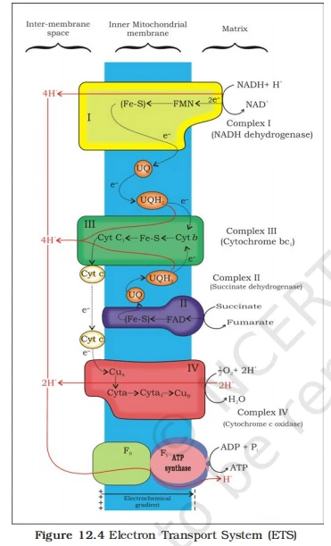 Diagram of the Mitochondrial Electron Transport System (ETS) showing Complexes I to IV and ATP synthase