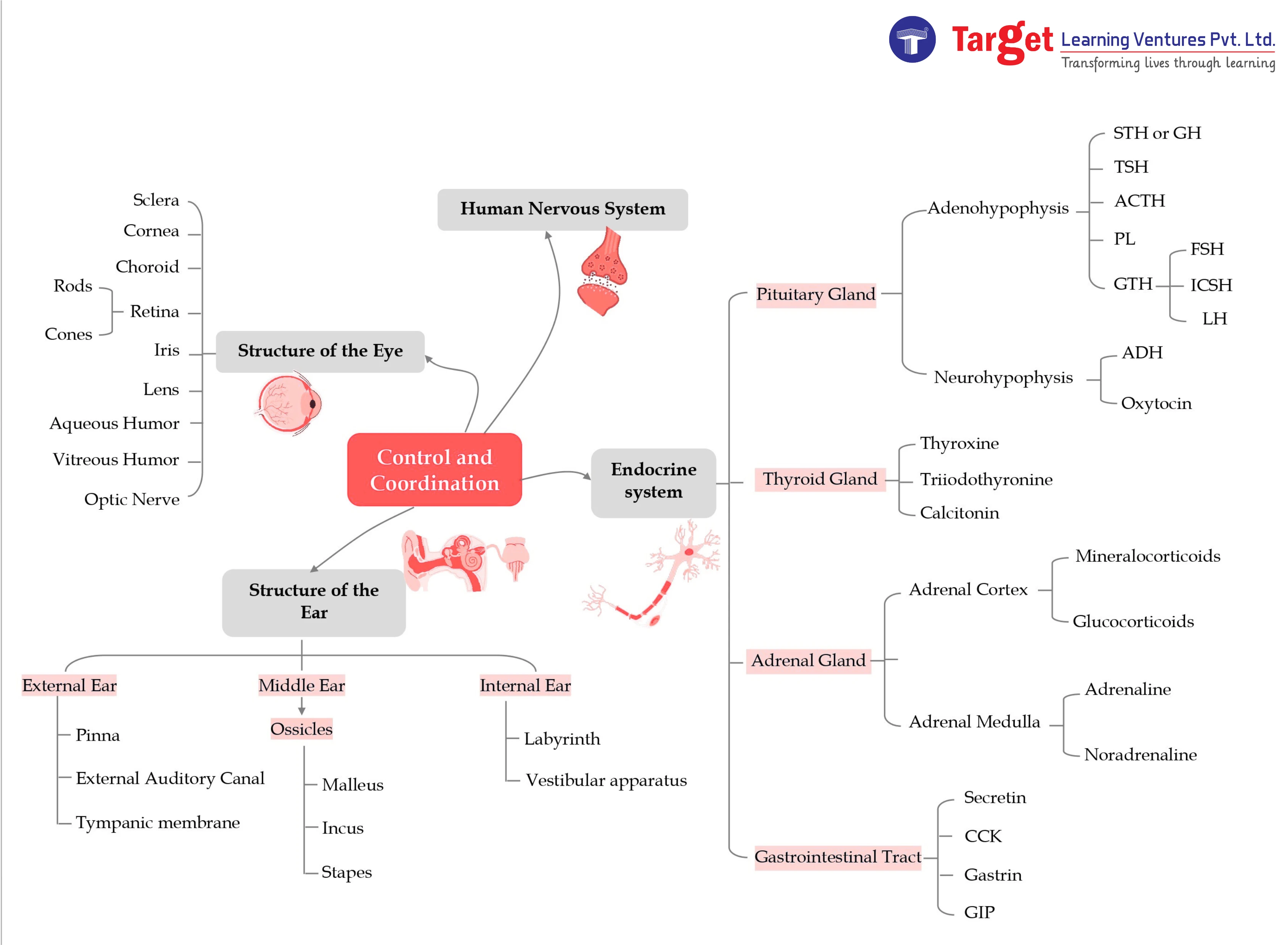 Control and Coordination in Human Nervous System and Endocrine System - NEET 2026 Study Mind Map