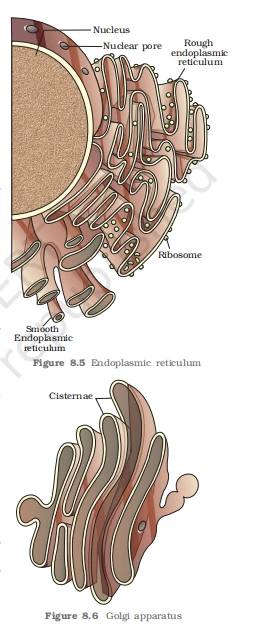 Labeled diagrams of the Rough/Smooth ER and the cisternae of the Golgi apparatus