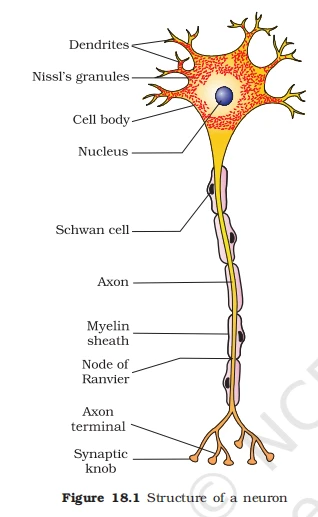 Detailed diagram of a neuron showing the cell body, dendrites, axon, myelin sheath, and synaptic knobs