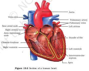 Internal view of the human heart showing chambers, valves, aorta, and conduction system