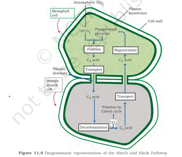 C4 pathway diagram illustrating carbon fixation between mesophyll and bundle sheath cells