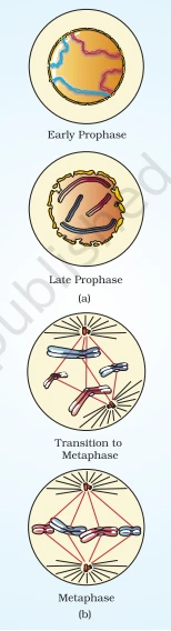 Early stages of mitosis including Early Prophase, Late Prophase, Transition to Metaphase, and Metaphase