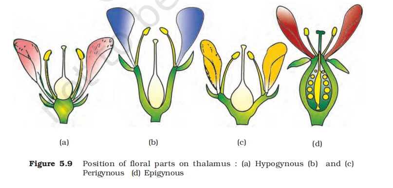Types of flowers based on ovary position: hypogynous, perigynous, and epigynous floral parts diagram