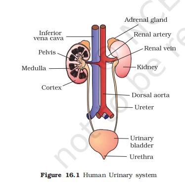 Diagram of human urinary system including kidneys, adrenal glands, ureters, bladder, and urethra