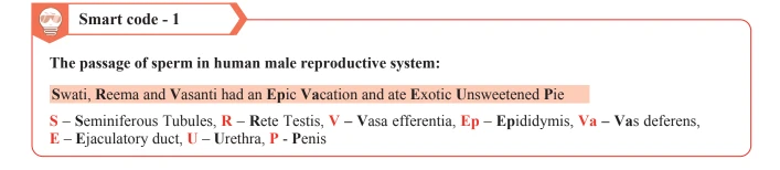 A mnemonic device for the passage of sperm in the human male reproductive system