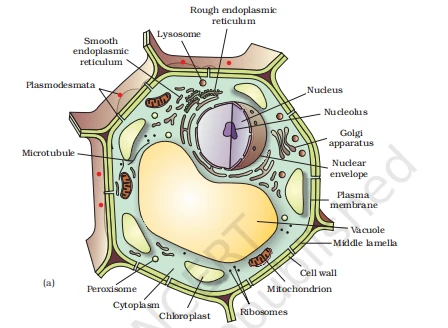 Diagram of a plant cell featuring a large central vacuole, cell wall, and chloroplasts