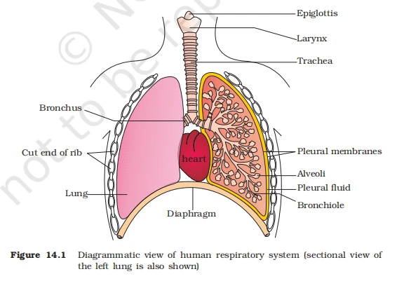 Sectional view of human respiratory system showing larynx, trachea, lungs, bronchi, and diaphragm