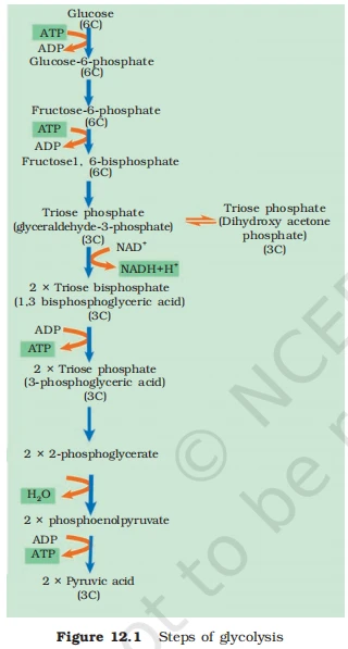 Flowchart of Glycolysis steps showing the breakdown of Glucose into Pyruvic acid with ATP and NADH production