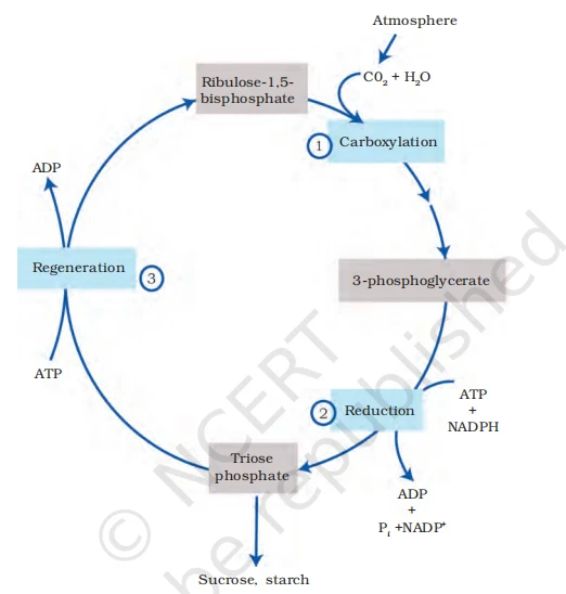 Diagram of the C3 cycle showing three main stages: carboxylation, reduction, and regeneration of RuBP
