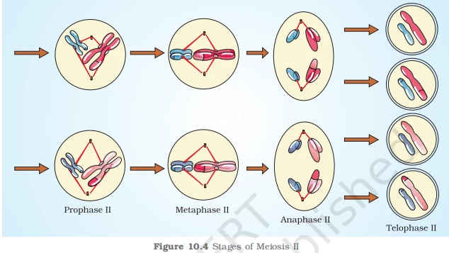 Stages of Meiosis II: Prophase II, Metaphase II, Anaphase II, and Telophase II showing sister chromatid separation