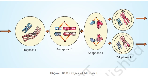 Stages of Meiosis I: Prophase I, Metaphase 1, Anaphase 1, and Telophase 1 showing homologous pair separation