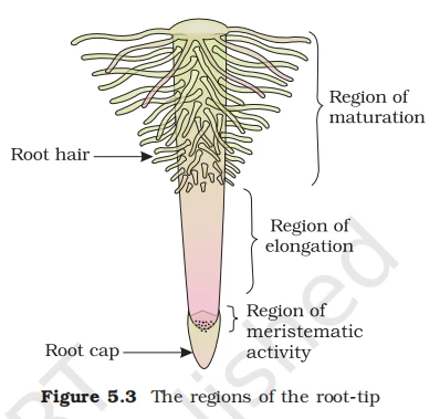Diagram of plant root tip regions: root cap, meristematic activity, elongation, and maturation with root hairs