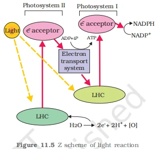 Z scheme diagram of light reactions showing electron transport between Photosystem II and Photosystem I