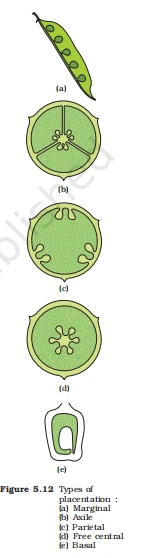 Five types of plant placentation: marginal, axile, parietal, free central, and basal ovary diagrams