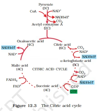 Citric acid cycle diagram showing conversion of Pyruvate to Acetyl CoA and steps of the Krebs cycle