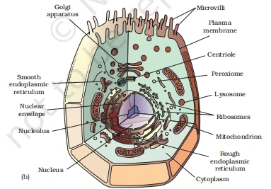 Diagram of an animal cell with labelled organelles like Golgi, mitochondria, and centrioles
