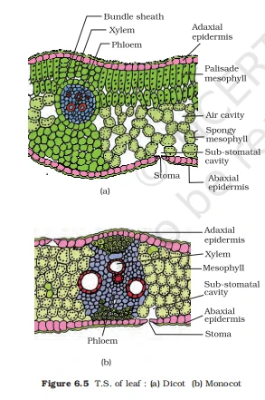Cross-section of a dicot leaf with palisade mesophyll and a monocot leaf with uniform mesophyll