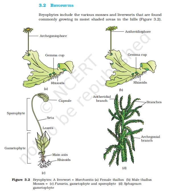 Botanical illustrations of Bryophytes including Marchantia liverwort, Funaria moss, and Sphagnum gametophyte