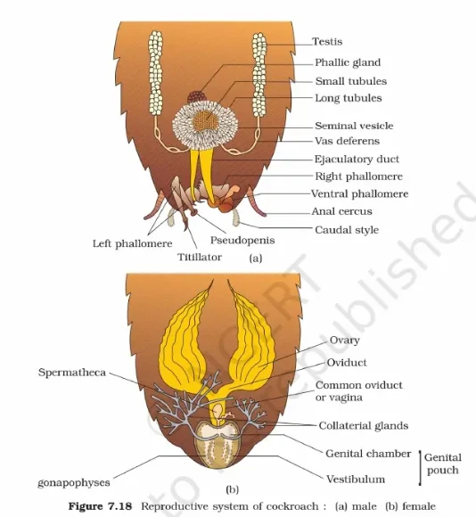 Comparison of male and female cockroach reproductive systems showing testes, ovaries, and genital pouches
