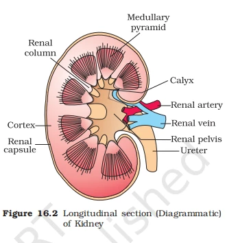 Diagrammatic longitudinal section of a human kidney showing cortex, medulla, pyramids, and renal pelvis