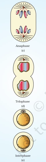 Final stages of mitosis including Anaphase, Telophase, and a representative image of a cell in Interphase