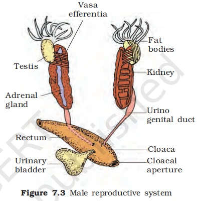 Anatomy of male frog reproductive system highlighting testes, vasa efferentia, kidneys, and cloaca