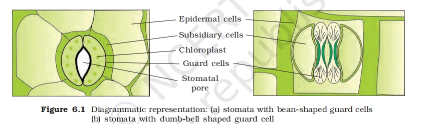 Diagram of stomata with bean-shaped guard cells (dicots) and dumb-bell shaped guard cells (monocots)
