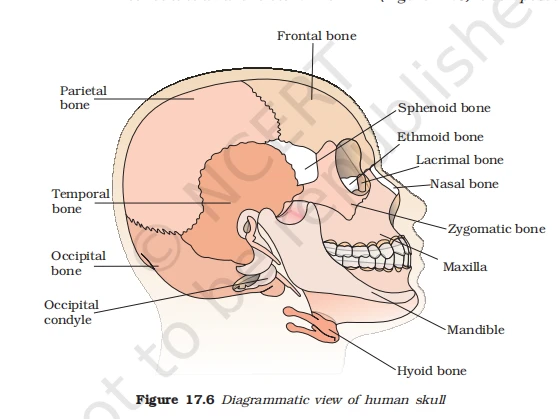 Side view of human skull bones including frontal, parietal, temporal, occipital, maxilla, and mandible