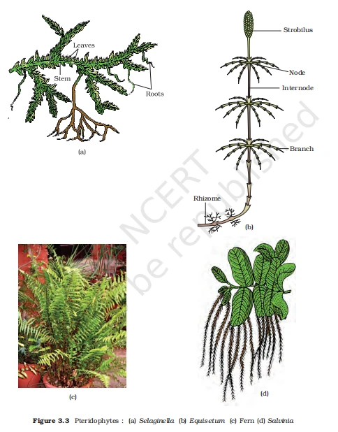 Types of Pteridophytes showing Selaginella, Equisetum with strobili, Fern, and Salvinia plant structures