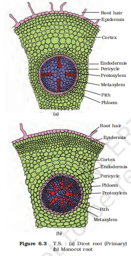 Comparison of a dicot root with a small pith and a monocot root with a large, well-developed pith