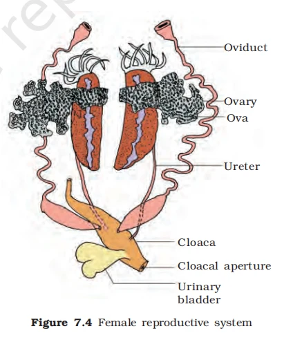 Anatomy of female frog reproductive system showing ovaries, ova, oviducts, ureters, and cloaca
