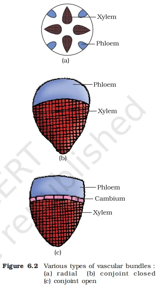 Diagrams showing radial, conjoint closed, and conjoint open vascular bundle arrangements