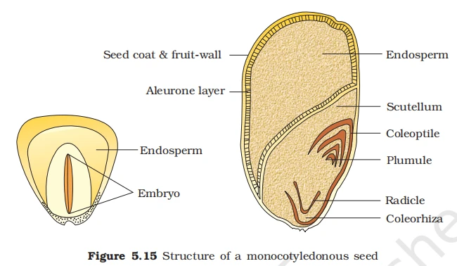 Monocot seed anatomy diagram labeling endosperm, scutellum, coleoptile, plumule, radicle, and coleorhiza