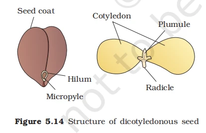 Structure of a dicotyledonous seed showing seed coat, hilum, micropyle, cotyledon, plumule, and radicle