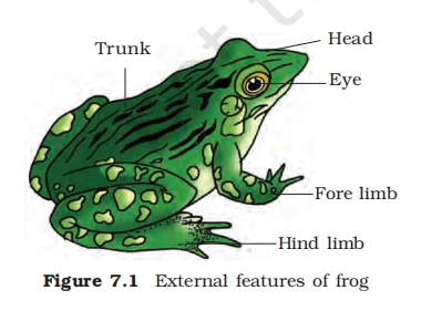 External features of a frog illustration highlighting the head, trunk, eye, and fore and hind limbs