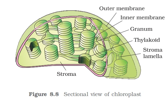 Sectional view of a chloroplast showing grana, thylakoids, stroma, and double membranes