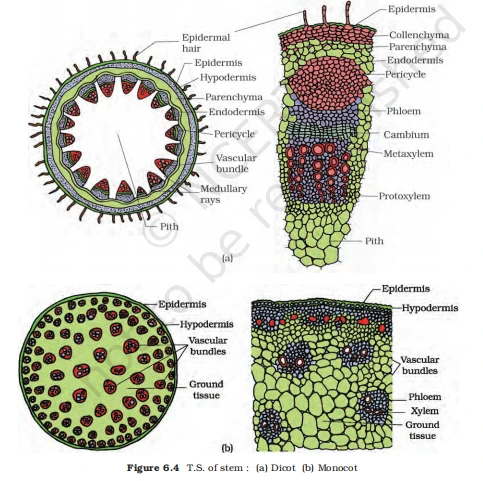 Dicot stem with vascular bundles in a ring versus a monocot stem with scattered vascular bundles