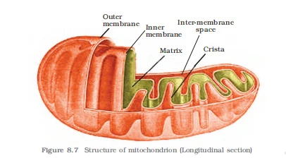 Longitudinal section of a mitochondrion showing the outer/inner membranes, matrix, and cristae